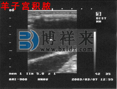 母羊子宮積濃羊用B超測孕儀圖像