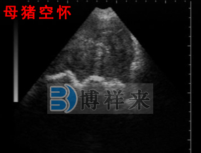 獸用B超檢測(cè)母豬影像圖