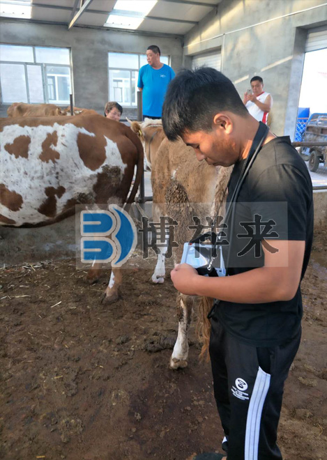 肉牛場用B超測孕儀