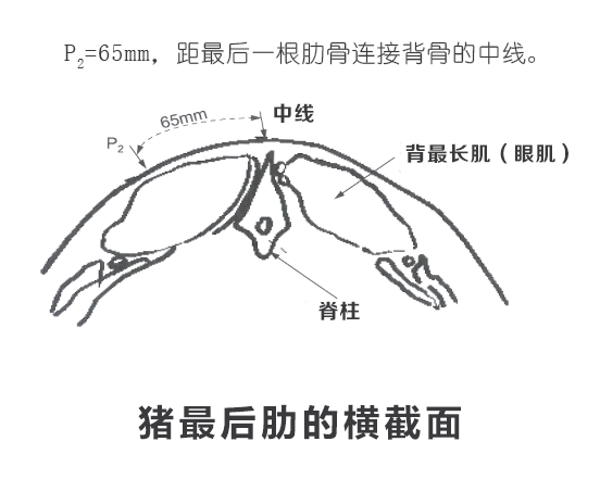 豬背膘后度檢測位置